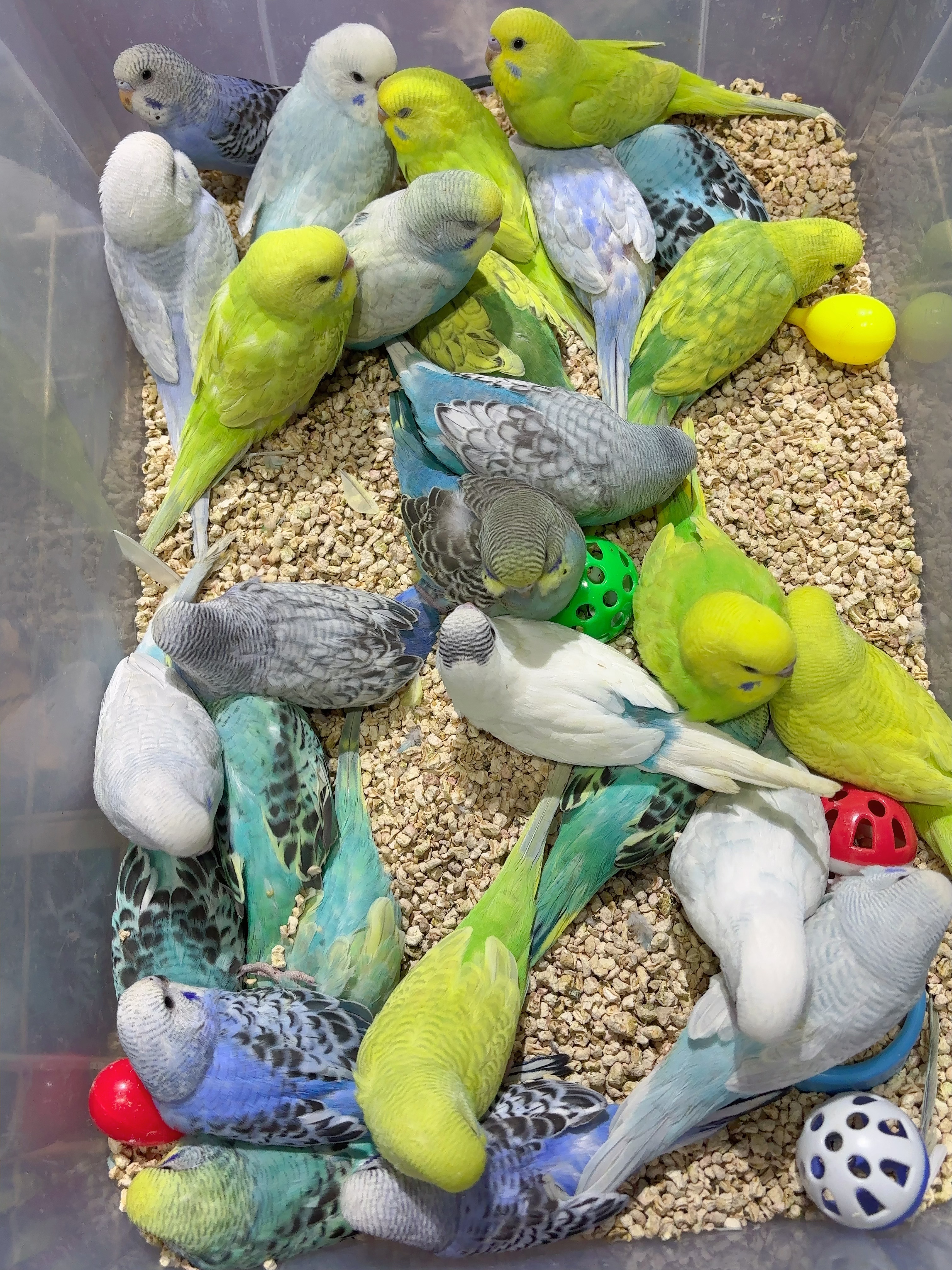 虎皮鹦鹉，大头，金彩，云斑，各种颜色